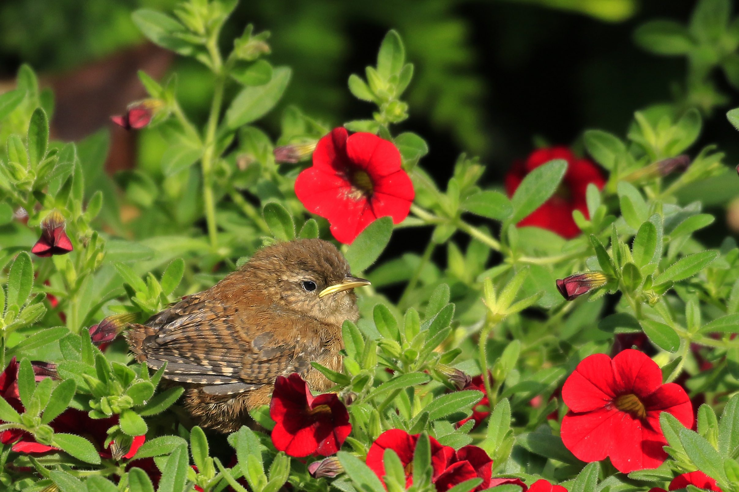“Natuur, oh zo boeiend en soms verrassend dichtbij”.